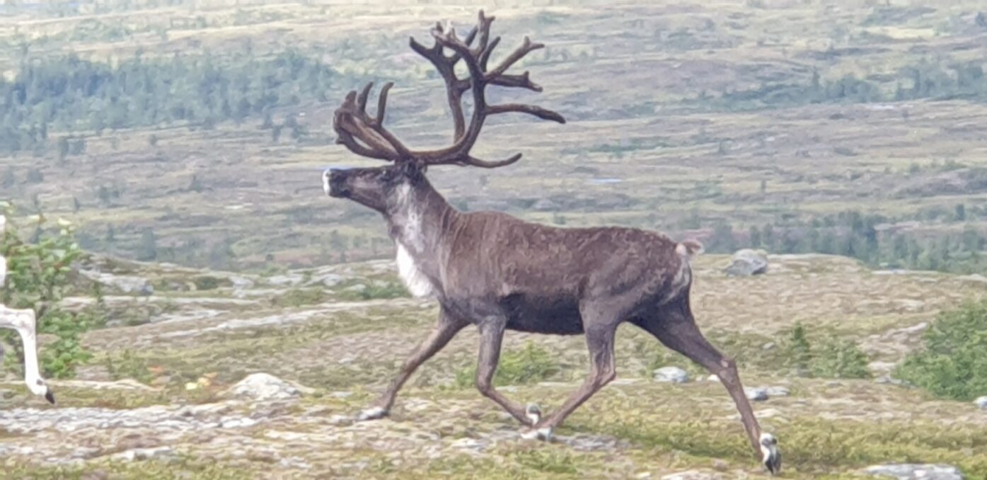 A large reindeer or moose with a wide, branching set of antlers stands in a rocky, sparsely vegetated landscape with hills in the distance.