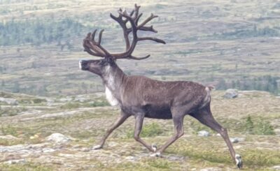 en elg med store gevir som går over åpent landskap, med fjellgrunn og sparsom vegetasjon i bakgrunnen